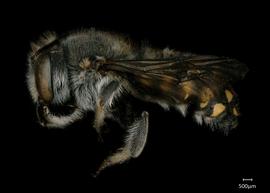   Anthidium maculosum nbsp;male lateral habitus, photo: Jeni Sidwell 
